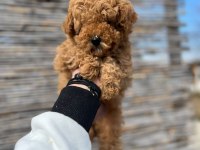 Toy Poodle Yavrular