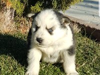 Masmavi gözlü safkan husky yavruları