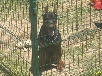 Von dadashov ACHILL in torunu doberman