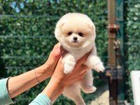 Sağlık Ve Irk Garantili Pomeranian