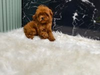 Maltipoo yavrular sizi bekliyor