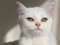 SLİVER YAVRU KEDİMİZ