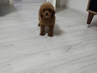 Toy poodle köpeğimiz