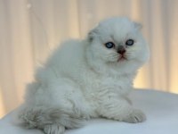 BRİTİSH VE SCOTTİSH YAVRULARIMIZ