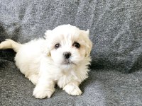 Sıfır numara maltese bebekleri