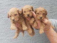 Toy poodle yavrusu