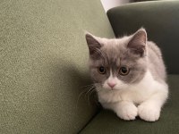 3 aylık british shorthair (fawn bicolor)
