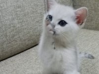 EĞİTİMLİ BRİTİSH SHORTHAİR