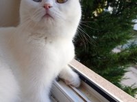 Malzemelerle gözleri çift renk beyaz kedimiz