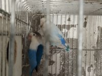 Cennet sevda papağanları mevcuttur