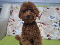 5 Aylik erkek toy poodle