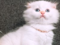 British longhair istanbul içinde ulaşımını sağlıyorum