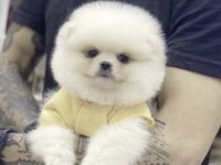 Pomeranian Boo Sosyal Ve Eğitimli Köpekler