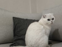 Scottish Fold Blue Eyes