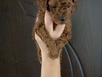 Toy poodle yavrularım orijinal