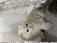 5 Aylık British Longhair Yavrularımız