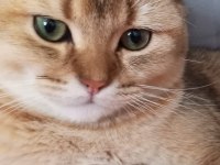 british shorthair golden