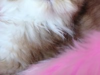 Ny25 dişi british longhair