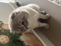 Evde kedi fazlalığından scottish fold