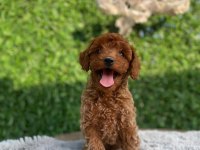 Toy poodle bebekler