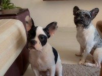 Erkek 6 aylık french bulldog acil ilan