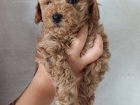 Üreticiden maltipoo yavruları