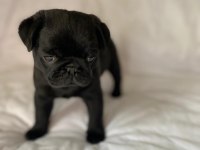 Gül Kuyruk Sevecen Lekesiz Siyah Pug