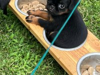 Küçük ( Petit ) Brabançon Elit yavru köpekler