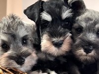 FCI şecereli Miniature Schnauzer'ler
