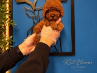 Irk Garanti Toy Poodle Yavrularımız
