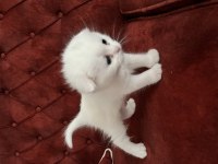 Partiler mutlu kediler