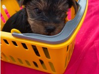 Yorkshire terrier 50 günlük