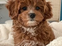 Üstün zekalı akıl küpü Cavapoo Yavruları