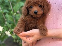 KORE TOY POODLE YAVRULAR