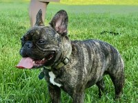 Sahibinden 1.5 yaşında french bulldog