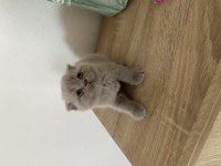 Scottish fold