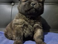 Rengarenk Chow Chow Bebekler