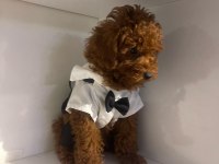 Efsane poodle yavrularımız hazır