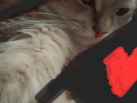 Çok sevimli ve akıllı chinchilla kedisi