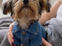 Uyumlu çok akıllı yorkshire terrier