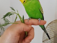 3 yaşında erkek muhabbet kuşu kızgınlık döneminde
