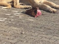 Aksaraydan gelme malaklı ve sivas kangalı