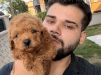 Kore Teacup Poodle Yavrularımız Yeni Yuvasına Hazır