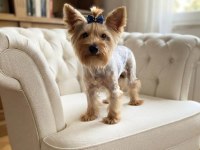 Wc eğitimli çok uyguna yorkshire terrier