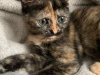 ÇEKMEKÖY 1.5 AYLIK TEKİR KEDİM