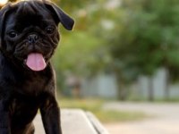İki buçuk aylık pug