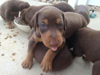A Kalite Doberman Bebekler