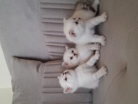 British shorthair karma