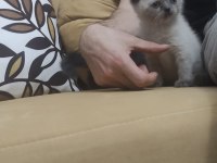 50 günlük Scottish fold ve British Shorthair