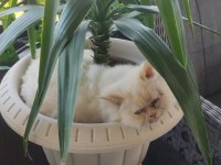 Ücretsiz sahiplendirilecek iran kedisi